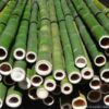 Organically Treated Bamboo Poles (75mm Diameter X 4,200mm long)